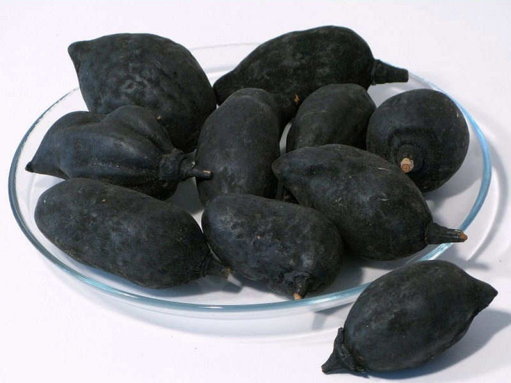 Baobab zwart 8-12cm