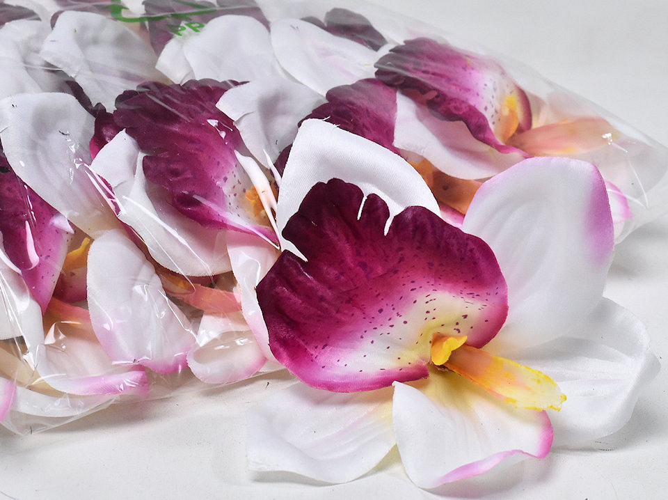 Orchidee D14cm Wit/Fuchsia