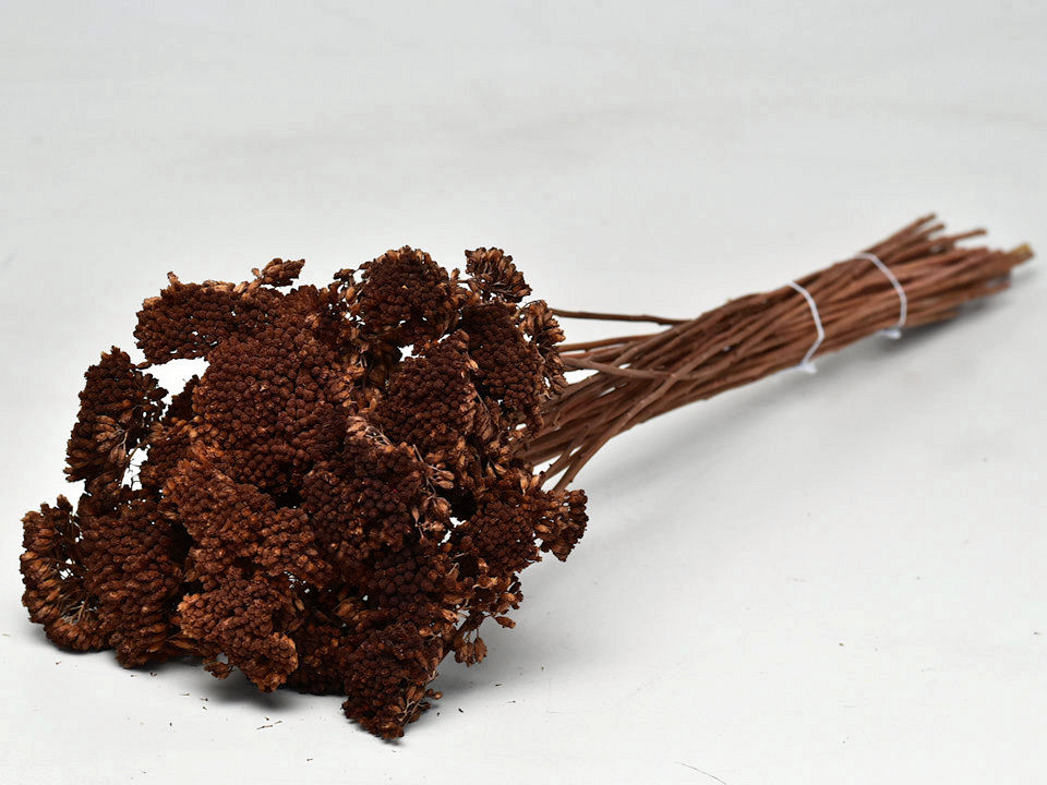 Achillea Parker Bruin 60cm