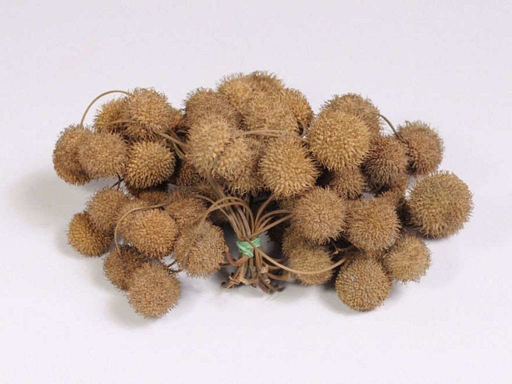 Plane Tree Pods 15cm Decofleur