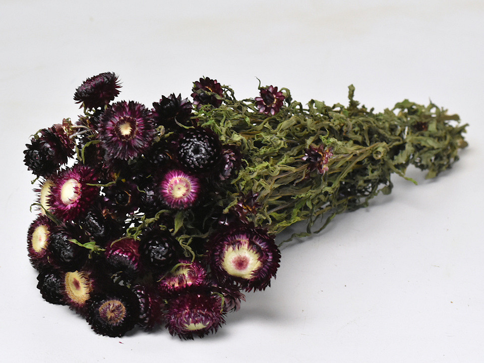 Helichrysum Dark Purple 45cm
