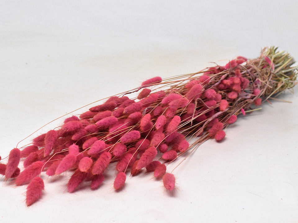 Lagurus Roze 65cm