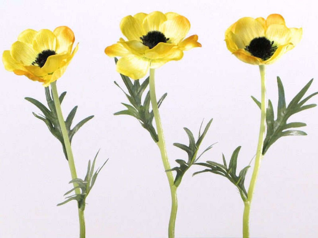 Anemone 30cm yellow