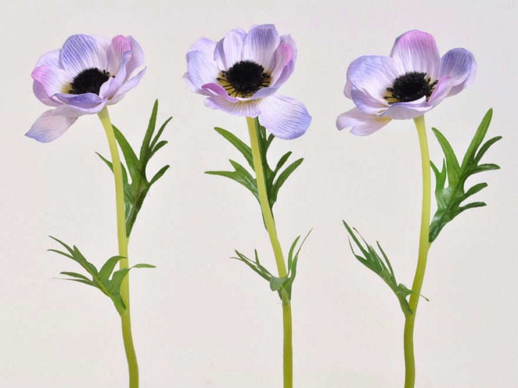 Anemone 30cm violet
