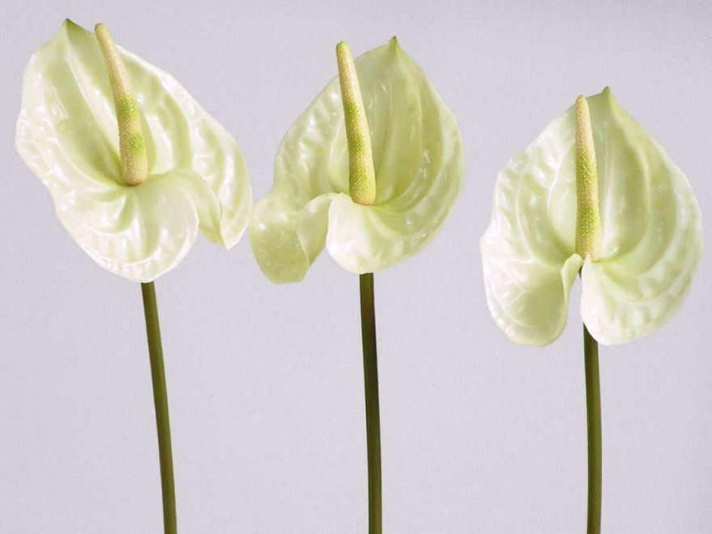 Anthurium 40cm - 10cm white