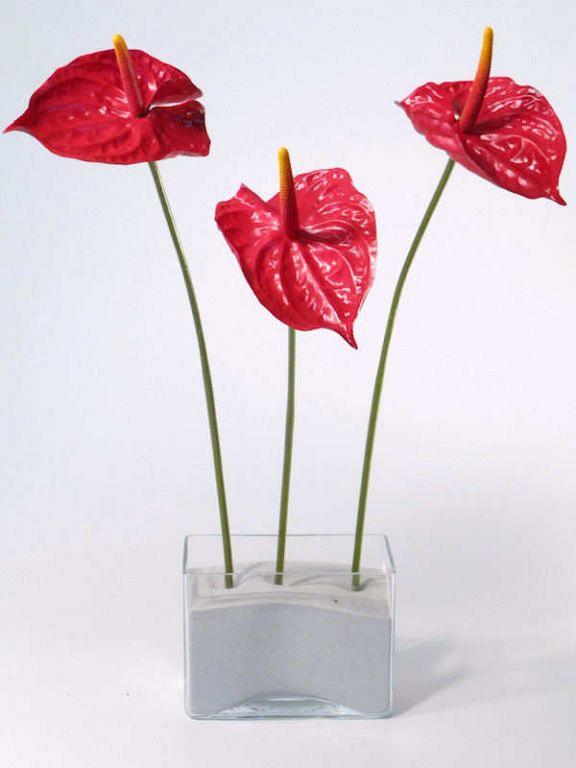 Anthurium 60cm - 16cm rood