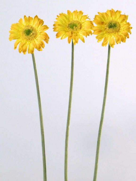 Gerbera 48cm orange-yellow