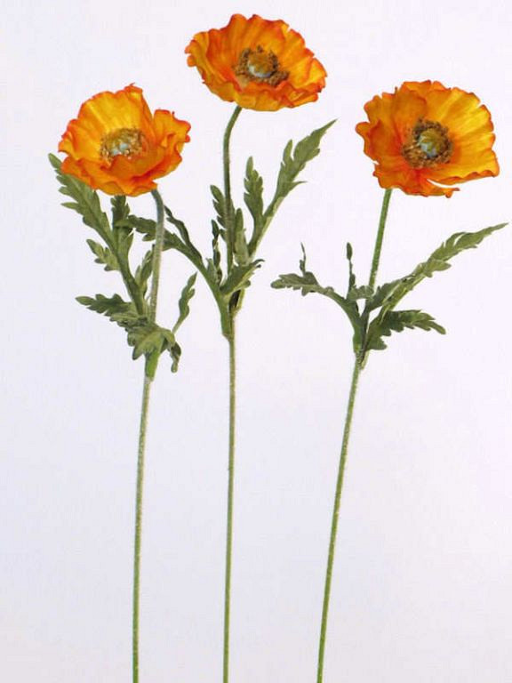 Coquelicot orange 60cm