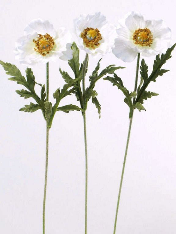 Coquelicot 60cm blanc