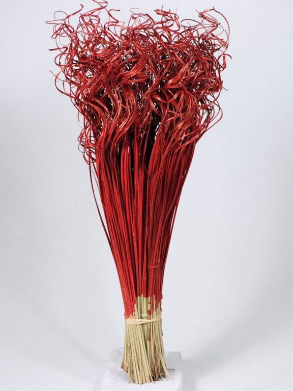 Curly Ting Red 300 Stems