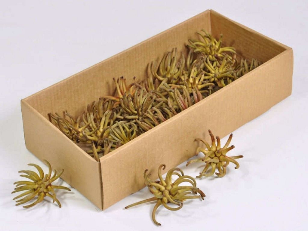 Spidergum Claws 20-Pack