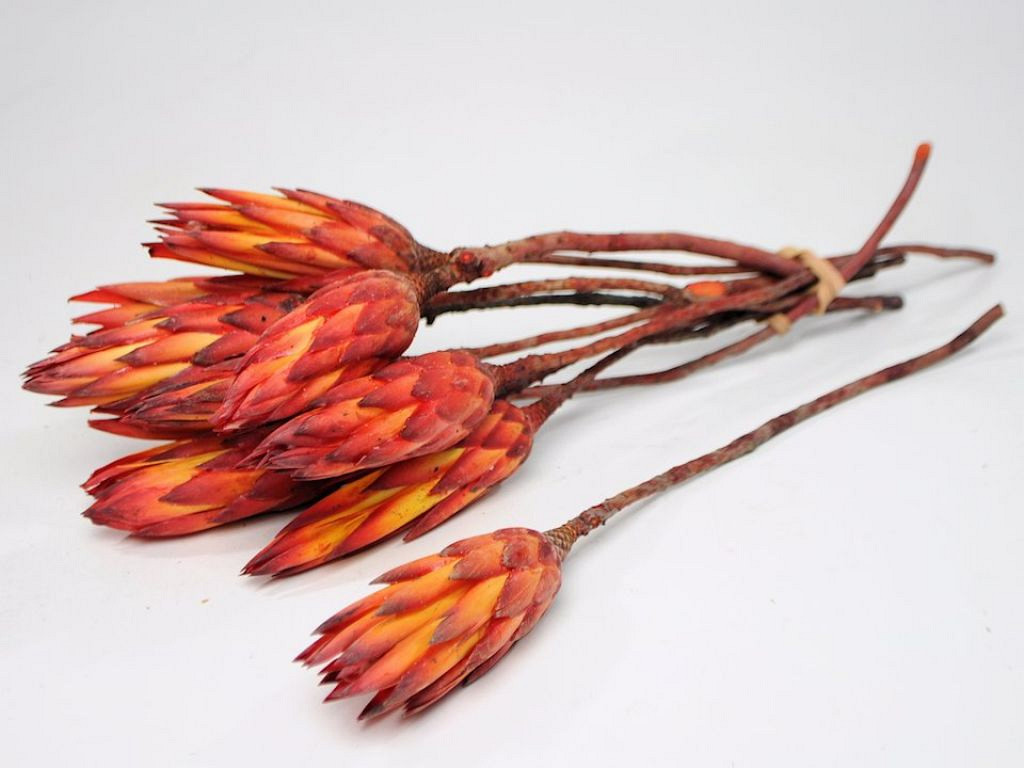 Protea Rouge 30-35cm