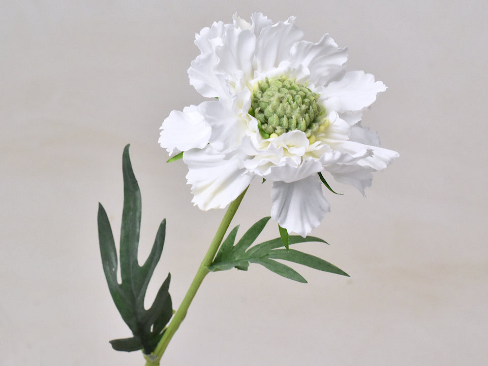 Scabiosa Wit 35cm
