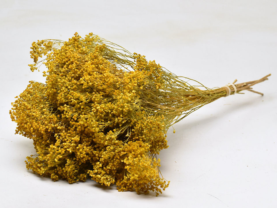 Broom Bloom Yellow 50cm
