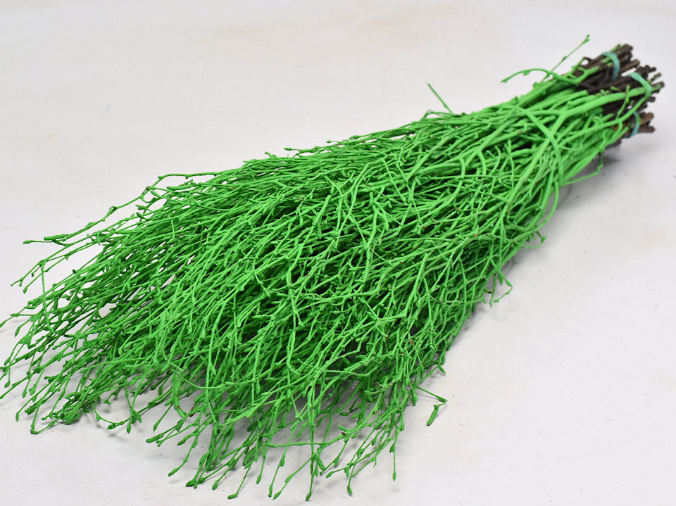 Bouleau Vert 50pcs