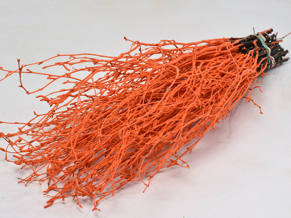 Bouleau Orange 50pcs