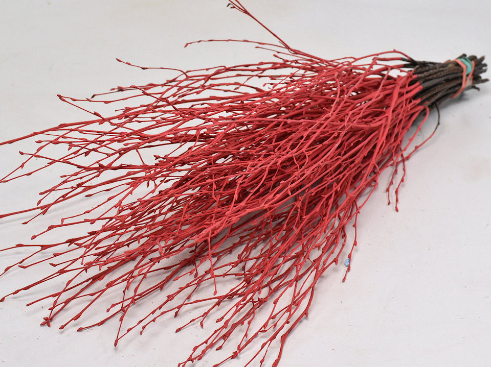 Bouleau Rouge 50pcs