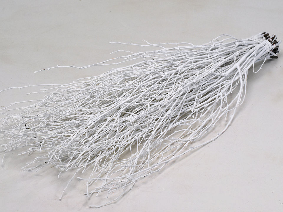Birch White 50-pack