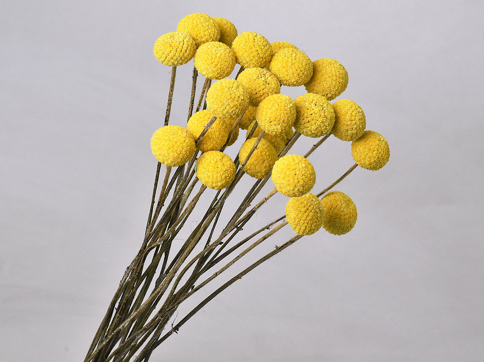 Craspedia XL Yellow, per stem