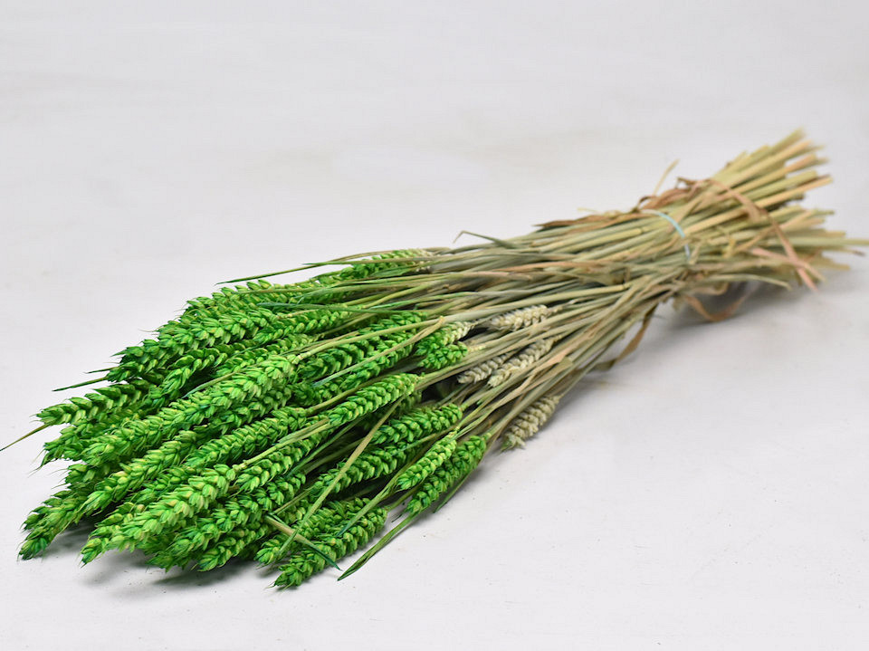 Bouquet Triticum vert clair (blé) 70cm