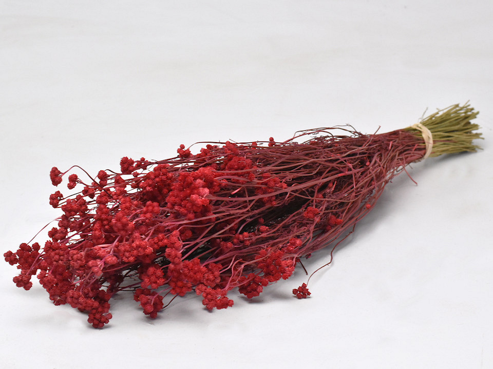 Lonas Red 55cm