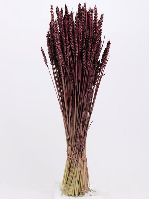 Triticum Braun (Weizen) 70cm