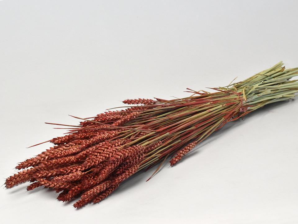 Bouquet Triticum Rouge-Marron (blé) 70cm