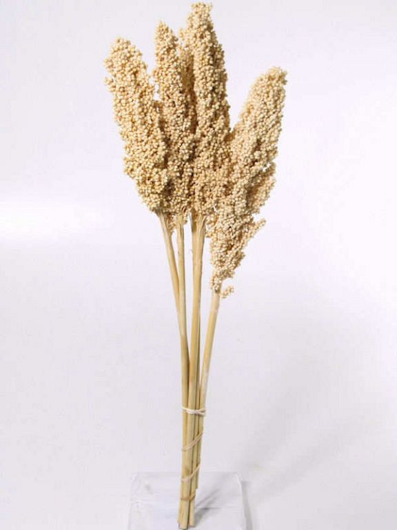 Indian Corn bleached 75cm
