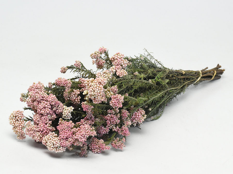 Rice Flower 60cm, 10 stelen