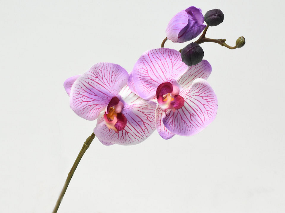 Phalaenopsis 33cm Roze