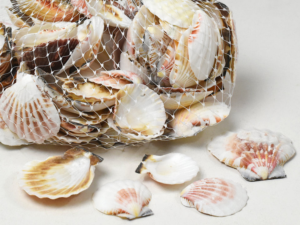 Shells Pectin Vexillium 1kg