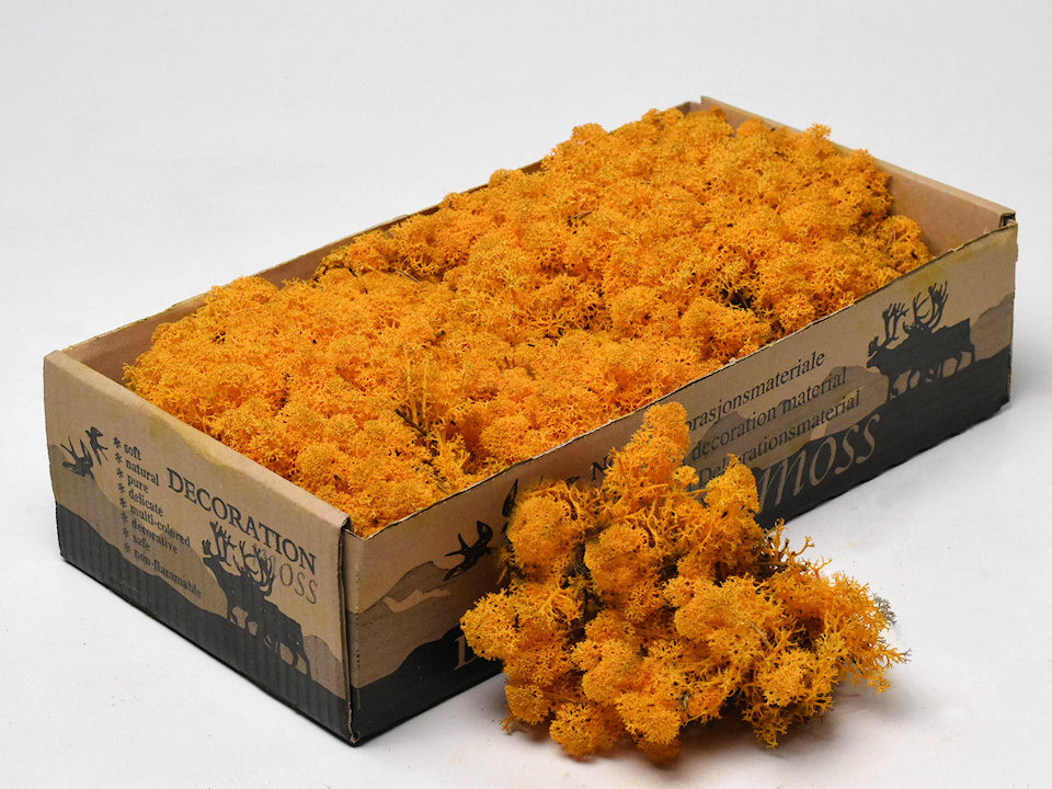Reindeer Moss Orange 500g.