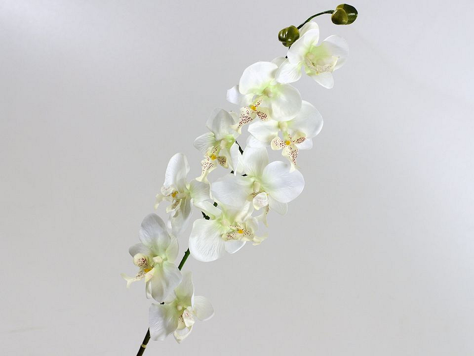 Phalaenopsis 9-bloemig 80cm wit