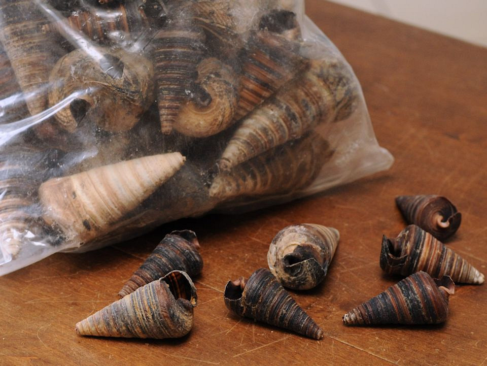 Coquillages Telescopium 1kg