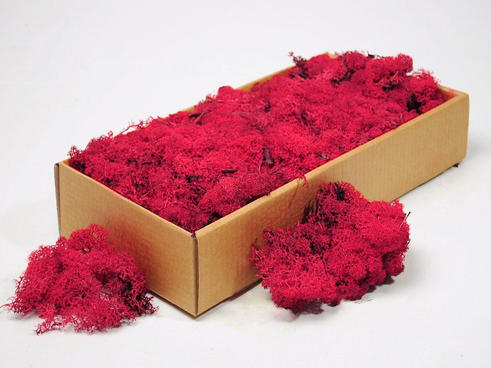 Lichen stabilisé Rouge Framboise 500gr.