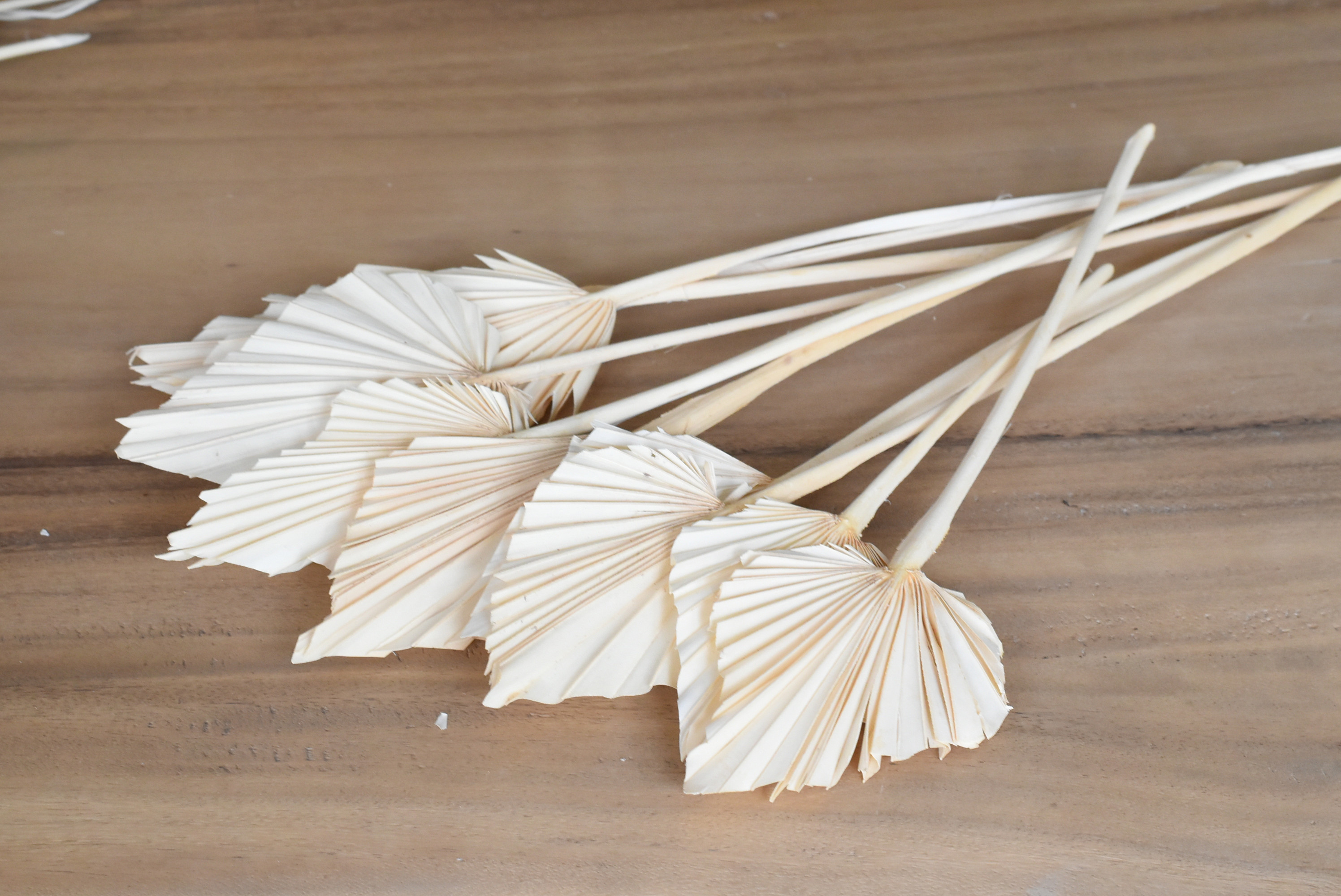 Palm Spear Bleached 40-55cm 