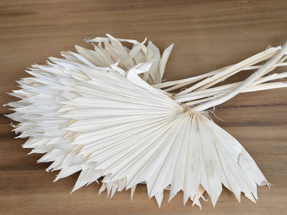 Sun Spear Bleached 40-50cm