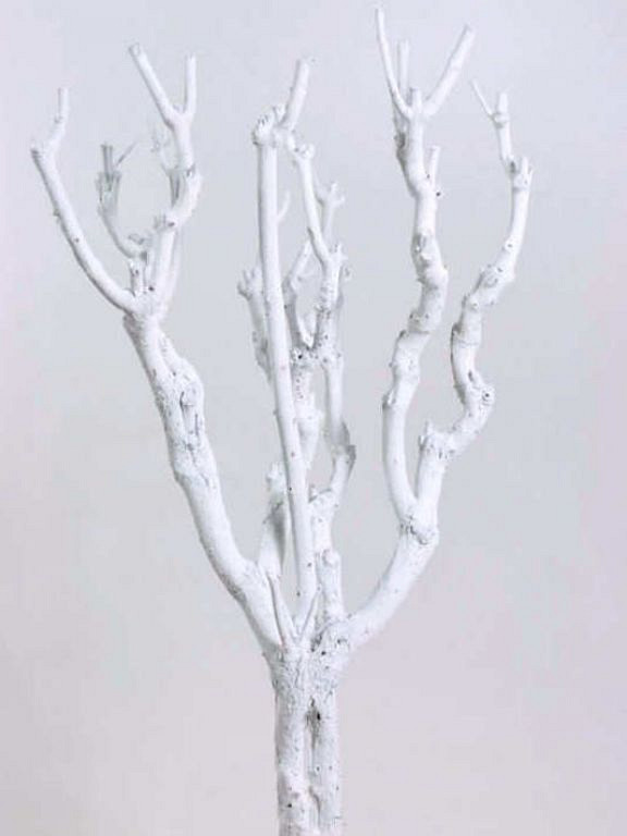 Bois de Lila blanc 50-70cm