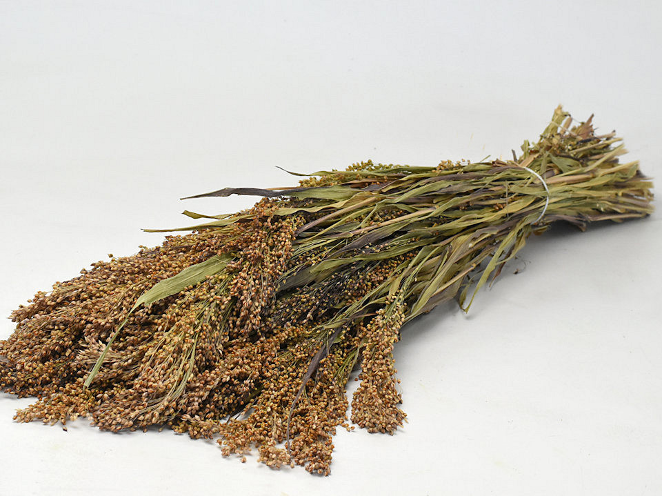 Panicum 70cm (Gierst)