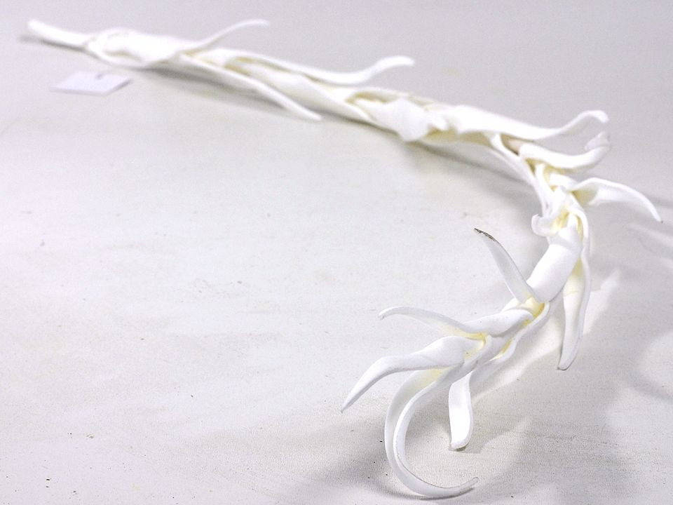 Tillandsia 100cm Blanc