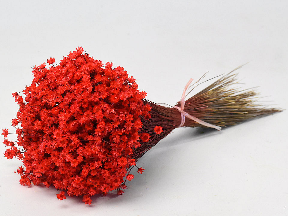 Glixia (50gr) Rot 30cm