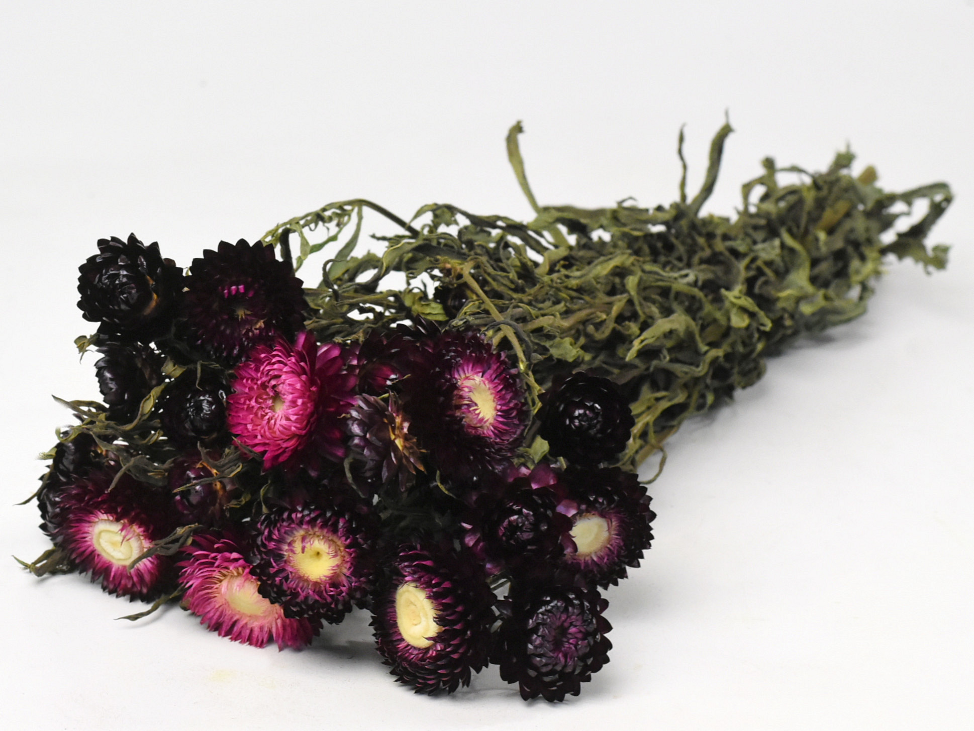 Helichrysum Donker Roze 45cm