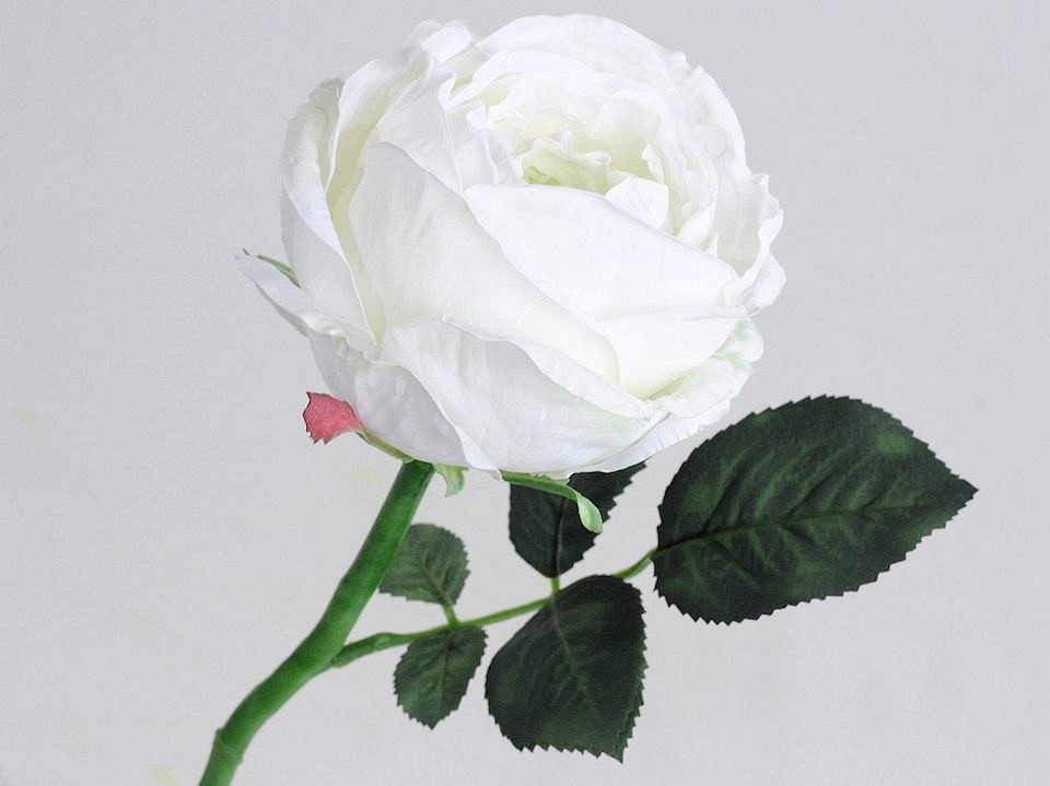 Theeroos 33cm Wit