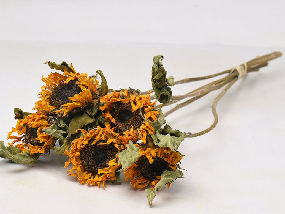 Tournesol Mini 5pcs