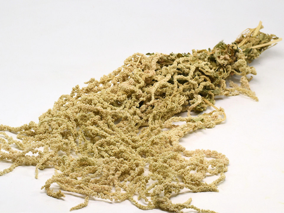 Hang Amaranthus 100cm