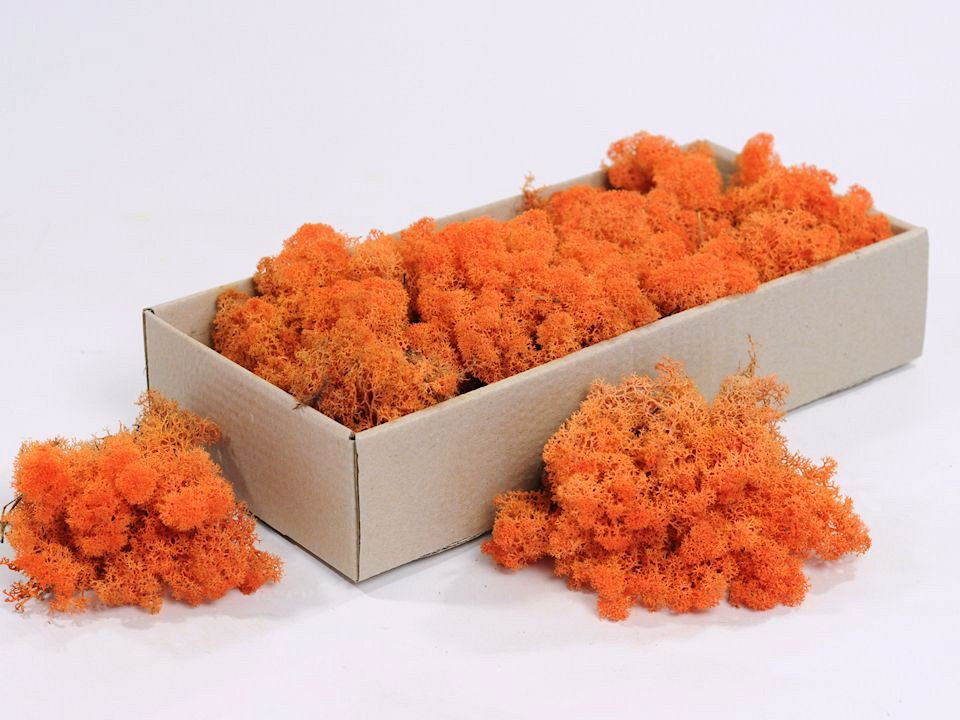 Islandmoos Orange 500Gr.