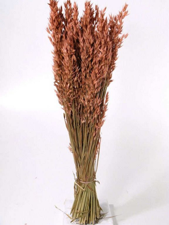 Hafer Lachsfarbig 70cm