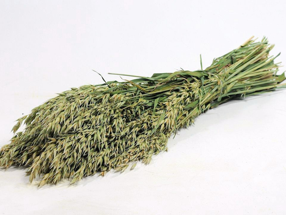 Avena (Oats) 70cm