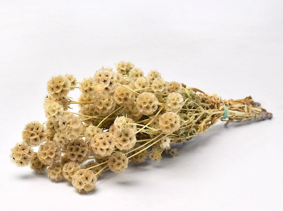 Bunch of Scabiosa 60cm