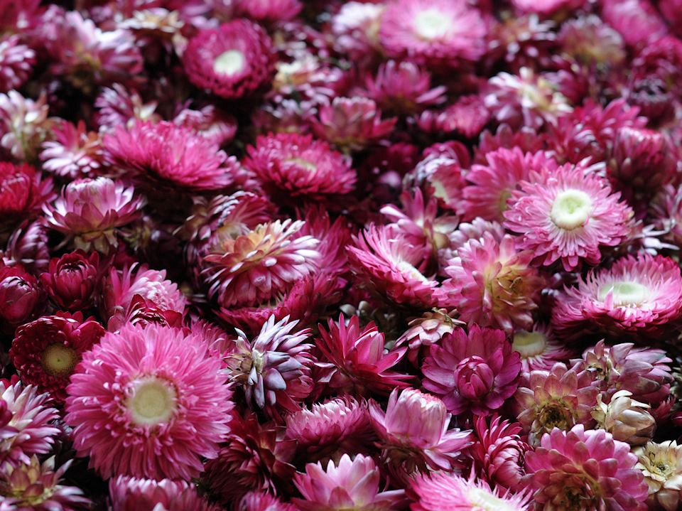 Helichrysum Heads Dark Pink PKG